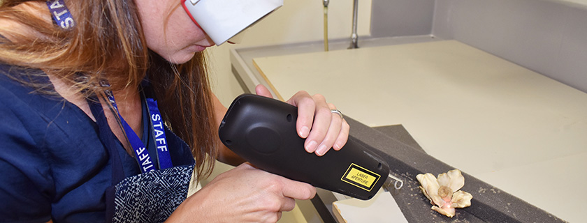 Objects Conservator laser cleaning an ivory decoration
