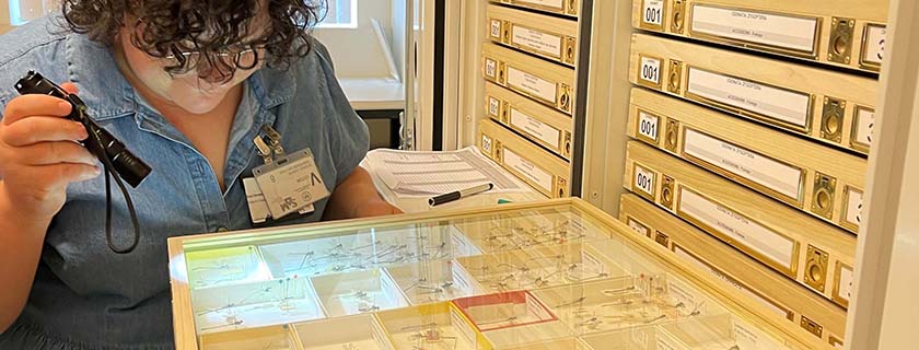 Conservator checking dragonfly collection