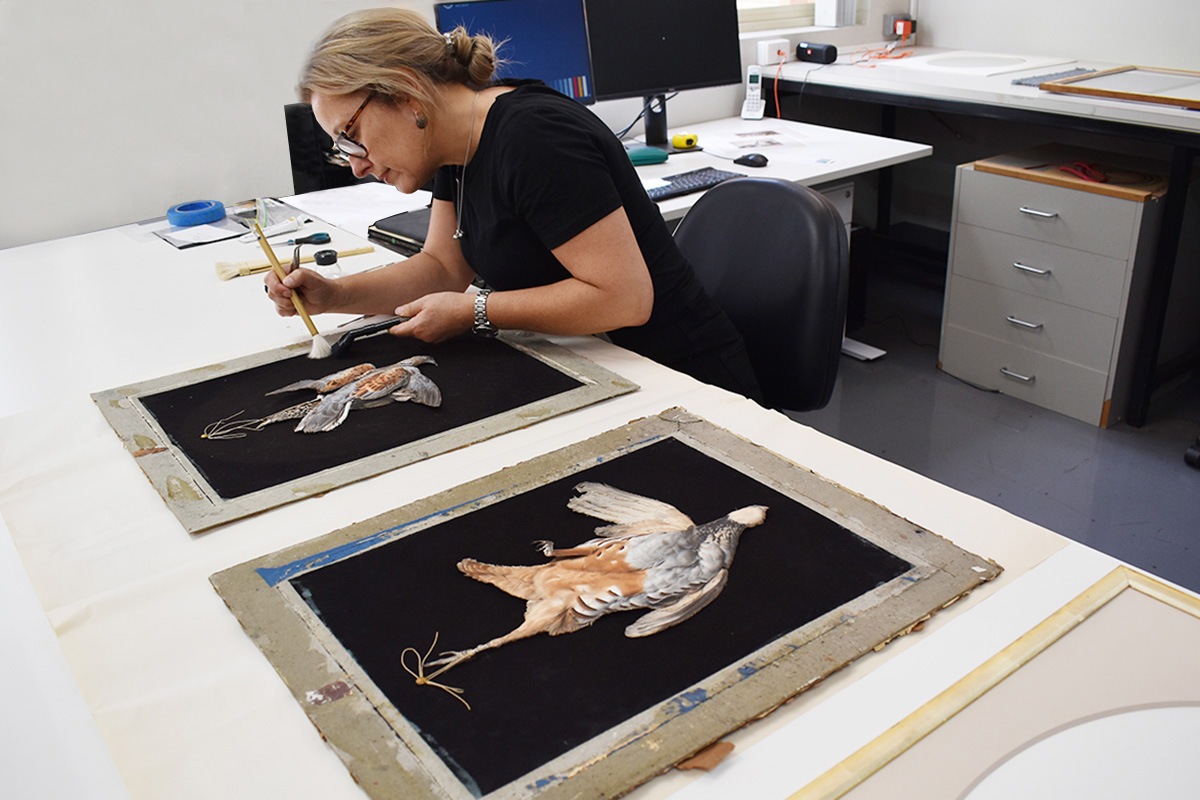Conservator working on lithographs