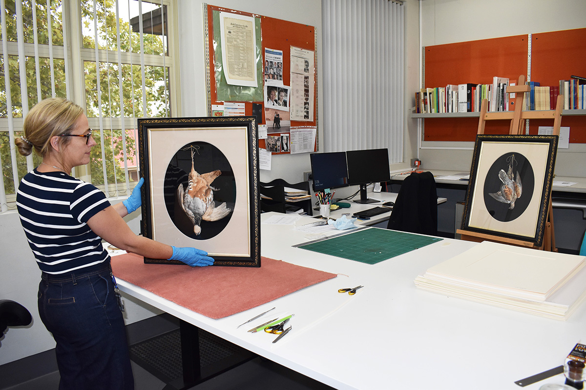 Conservator holding lithographs