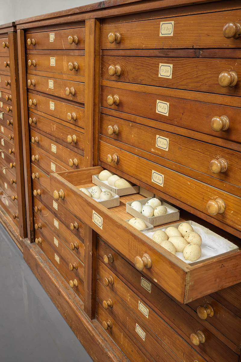 Egg collection at the Museum