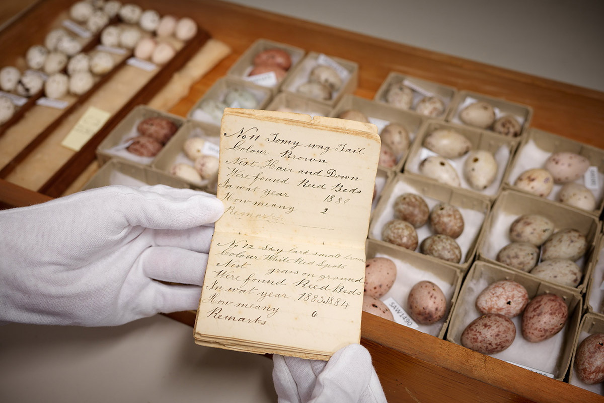 Detail of egg collection