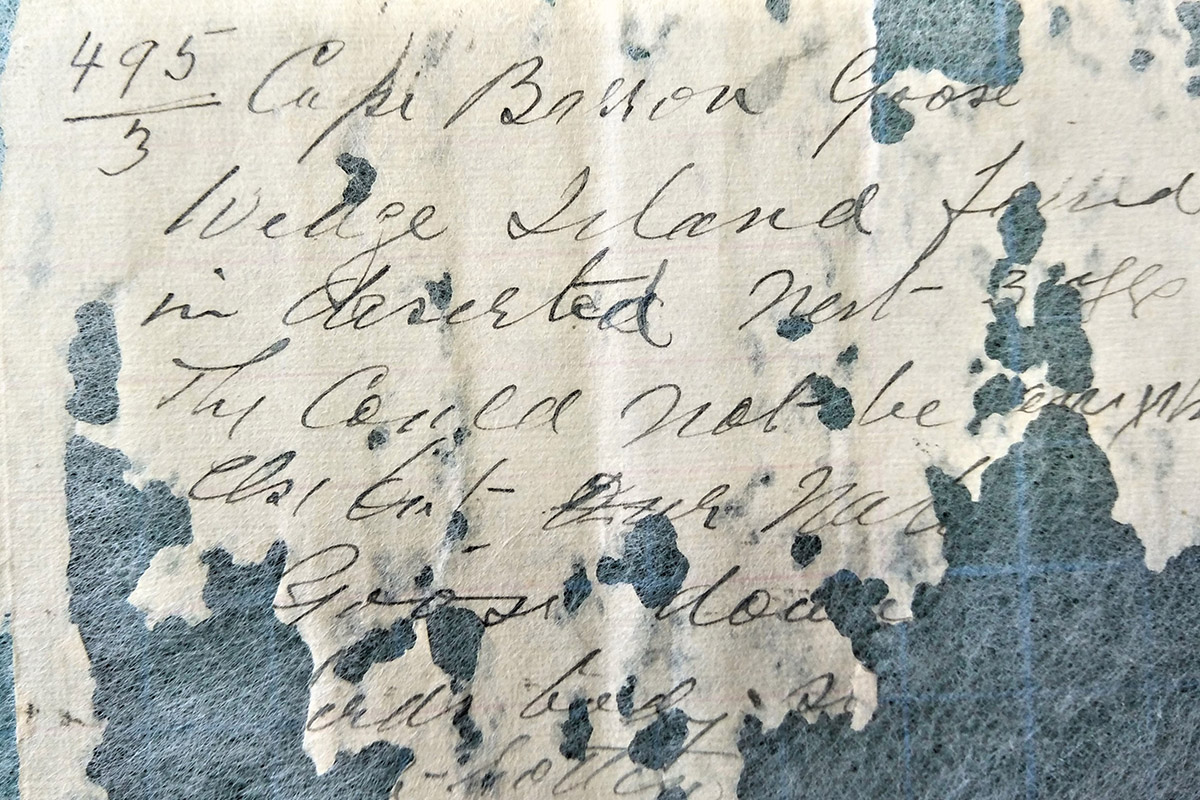 Detail of damaged label
