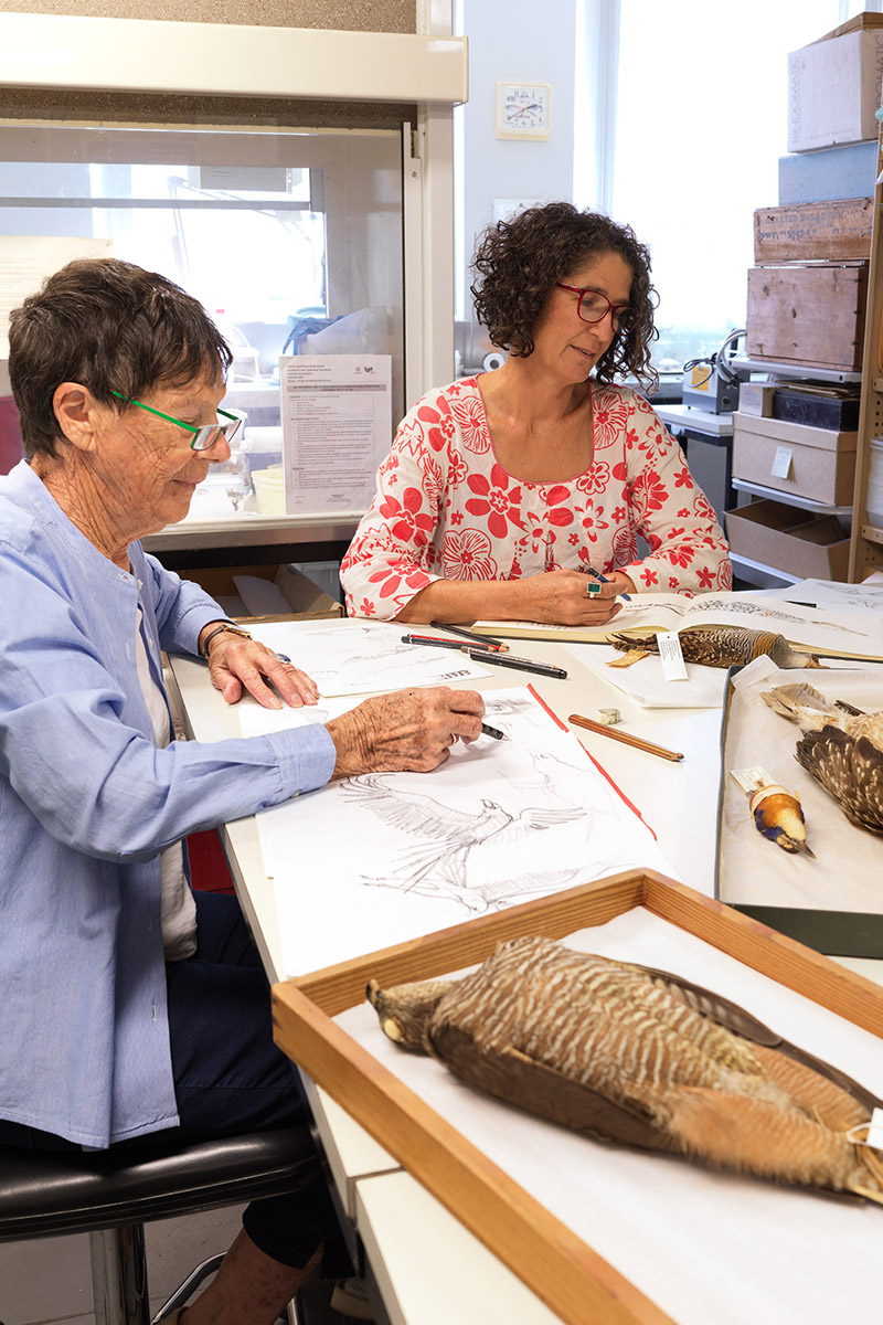 Women sketching birds