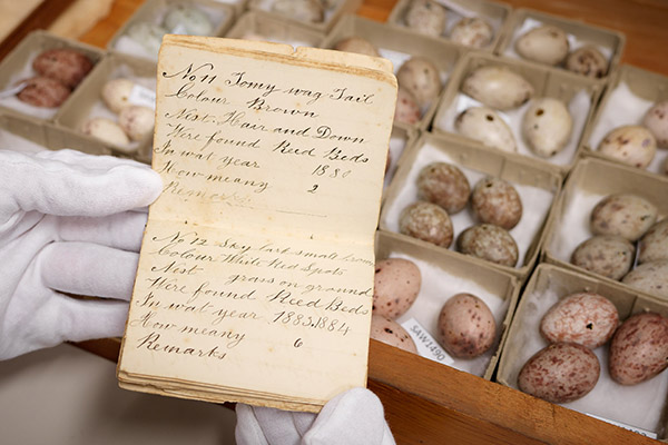 Detail of egg collection 2